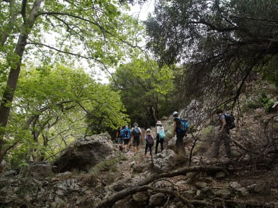 Randonnée dans les gorges de l'Ouest sauvage à partir des gorges de Kambos, près de Kissamos.