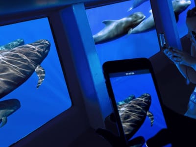 Observation des baleines et des dauphins en catamaran depuis Costa Adeje, Tenerife