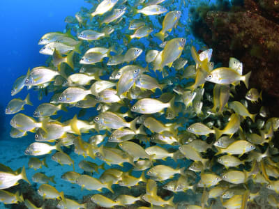 Guided Snorkeling Tour from the beach or by boat in La Graciosa, Canary Islands