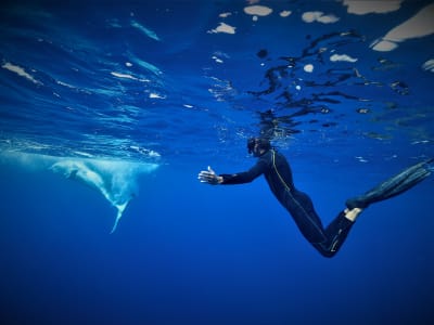 Excursión de avistamiento de ballenas y buceo con tubo con ballenas en Moorea