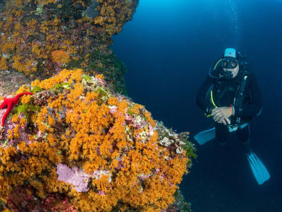 Pruebe el buceo en Ischia, cerca de Nápoles