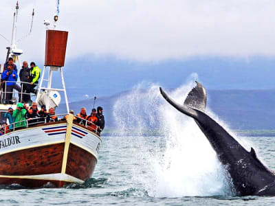 Walbeobachtung in der Skjálfandi-Bucht, Húsavík