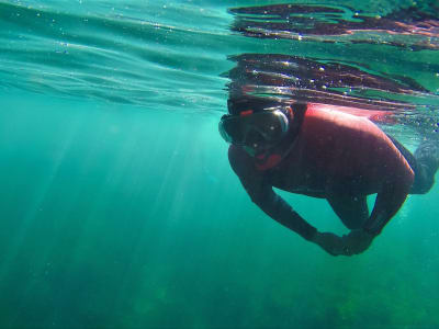 Snorkeling guided excursion in Arrábida’s Marine Park