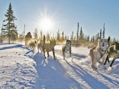 Hundeschlittensafari mit traditioneller schwedischer Fika in Kiruna