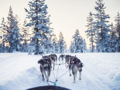 Safari en Trineo Tirado por Huskies Autodirigido cerca del Parque Nacional de Urho Kekkonen, desde Saariselkä