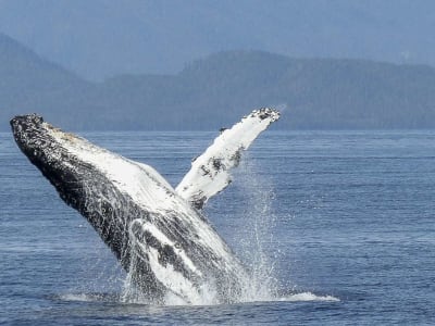 Whale watching in Mauritius from Grande Rivière Noire