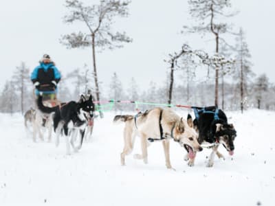 Día Completo en Trineo de Perros Autodirigido en Rovaniemi