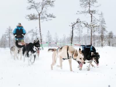 Journée de traîneau à chiens à Rovaniemi