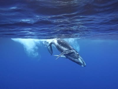 Snorkeling avec les baleines à La Réunion depuis Le Port, nord de Saint-Paul