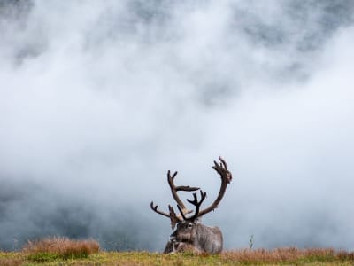 Excursión a los fiordos árticos y la fauna salvaje en coche a Kvaløya desde Tromsø