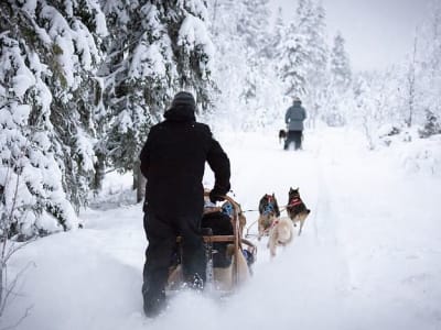 Excursión en trineo tirado por perros de 10 km desde Levi