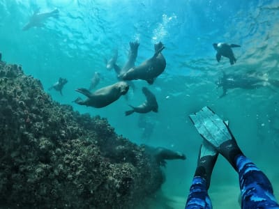 Schwimmen mit Robben im Robberg Nature Reserve, Südafrika