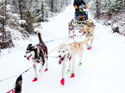 Safari en chiens de traîneau avec café au feu de camp depuis Rovaniemi