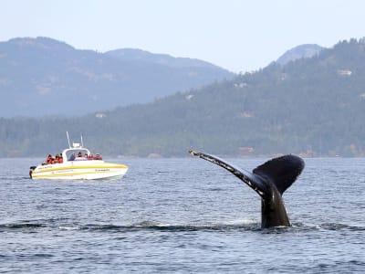 Wal- und Wildtierbeobachtung in der Salish Sea von Victoria, Vancouver Island aus