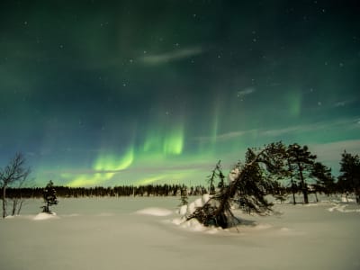 Excursion en raquettes dans les aurores boréales au départ de Kiruna