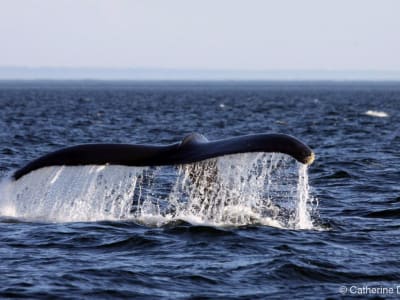 Excursión de avistamiento de ballenas en el San Lorenzo en zodiac desde Quebec