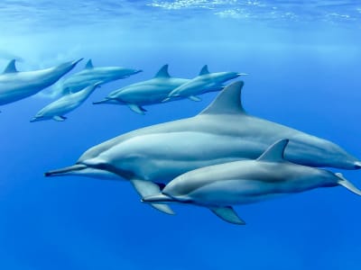 Excursion snorkeling avec les dauphins depuis Rivière Noire, Île Maurice