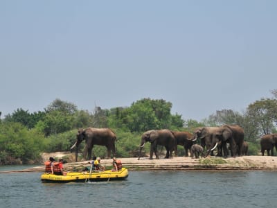 Guided canoe safari on the Zambezi River