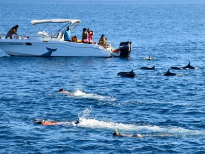 Schwimmen mit Delfinen auf Mauritius von Grande Rivière Noire aus