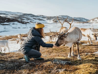 Arktische Fjorde und Eintauchen bei den Sami und Rentieren in Tromsø