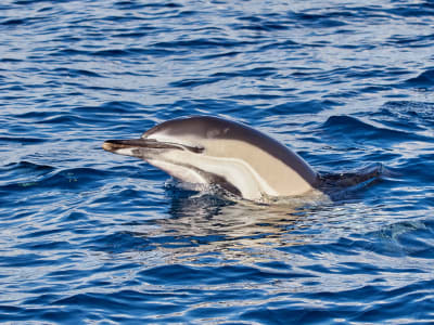 Excursion d'observation des dauphins et des baleines en bateau à Madère
