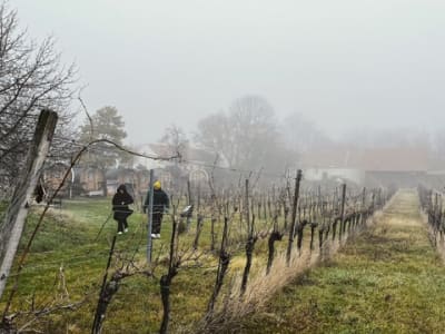 Randonnée hivernale dans les bois de Vienne avec dégustation de vins