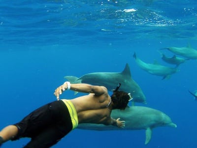 Swim with dolphins in Mauritius from Bel Ombre