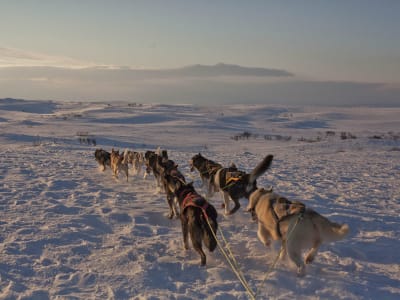 Excursion d'une journée en chiens de traîneau dans la vallée de Tana, Finnmark