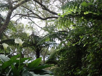 Geführte Wanderung im Wald von Bélouve auf der Insel Réunion