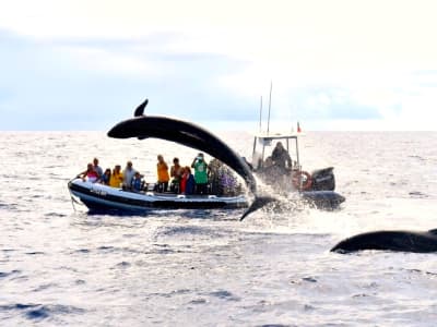 Avistamiento de cetáceos desde Lajes de Pico en la Isla de Pico, Azores