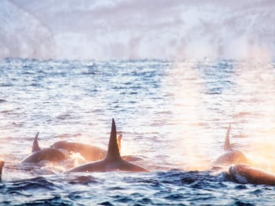 Safari d'observation des baleines au départ de Tromsø