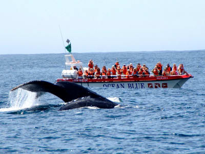 Whale watching excursion in Plettenberg Bay, South Africa