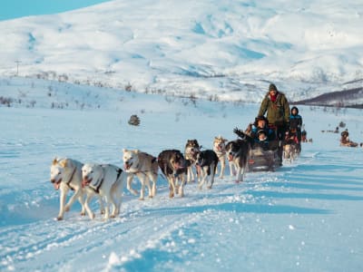 Halbtägige arktische Hundeschlittenfahrt in Kvaløya von Tromsø aus