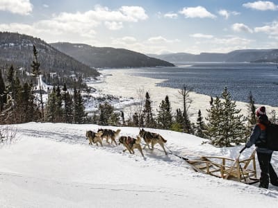 Chien de traîneau sur le fjord du Saguenay près de Tadoussac