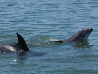 Dolphin watching tour in Professor Luiz Saldanha Marine Park, near Lisbon