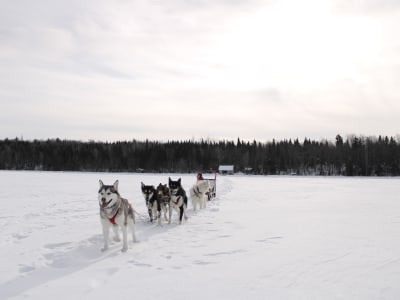 Entdeckung des Hundeschlittensports in Saint-Siméon, Charlevoix