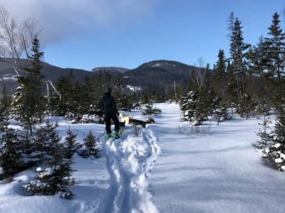 Senderismo con perros de trineo en Saint-Siméon, cerca de Charlevoix