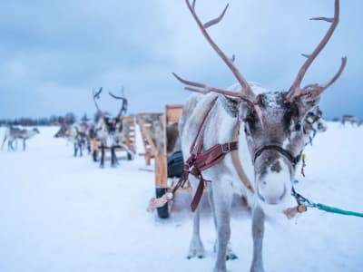 Excursions en traîneau à rennes à Tromsø