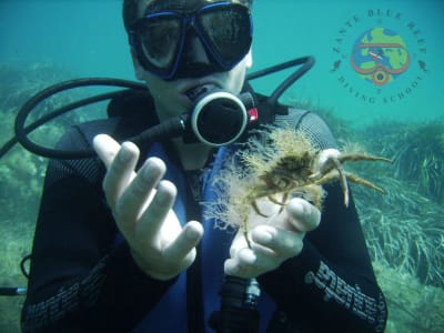 Geführte Abenteuertauchgänge in Zante