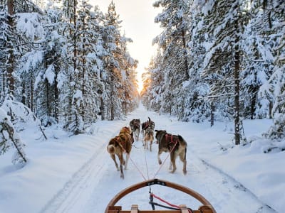 Excursión y conducción de trineo de Perros desde Kiruna