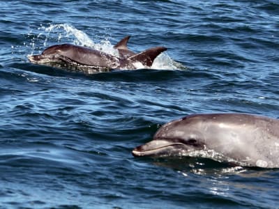 Dolphin watching boat tour in Plettenberg Bay, South Africa