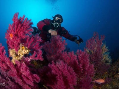 Buceo guiado para buceadores certificados en el Área Marina Protegida de las Islas Cíclope, cerca de Catania