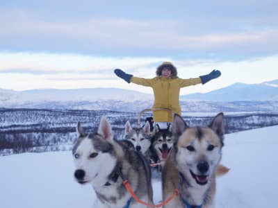 Excursión en Trineo de perros en coche por Abisko
