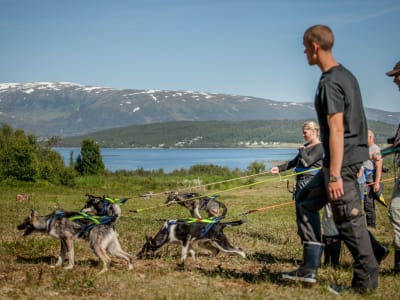 Aurora Camping and Husky Puppy Training from Tromsø