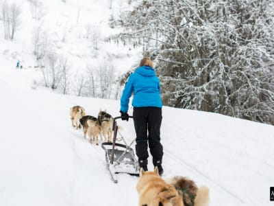 Initiation conduite de chiens de traîneau à Avoriaz, Portes du Soleil