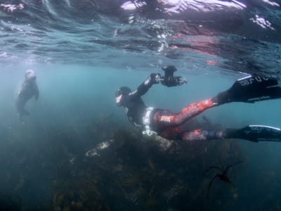 Descubrimiento de la apnea en Aber Wrac'h en Landéda, cerca de Brest