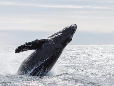 Winter whale watching from Victoria, Vancouver Island