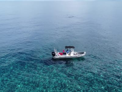 Croisière privée découverte de la faune et la flore marine de Tahiti