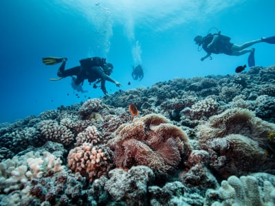 2 tank dive in Bora Bora