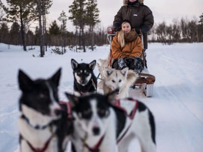 Excursión Matinal en Trineo de Perros Autodirigido desde Kiruna